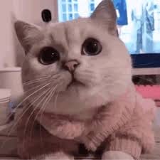 Putri Lestari avatar